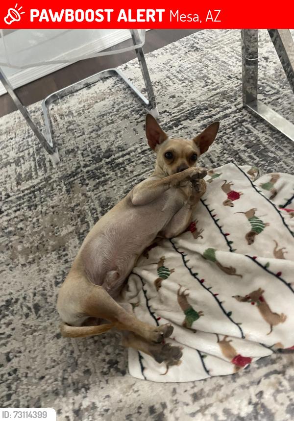 Lost Male Dog last seen Mckellips / Lindsey rd, Mesa, AZ 85213