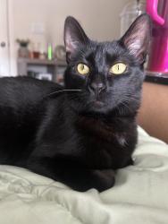 Lost Female Cat last seen Belmont and Fowler, Fresno, CA 93727