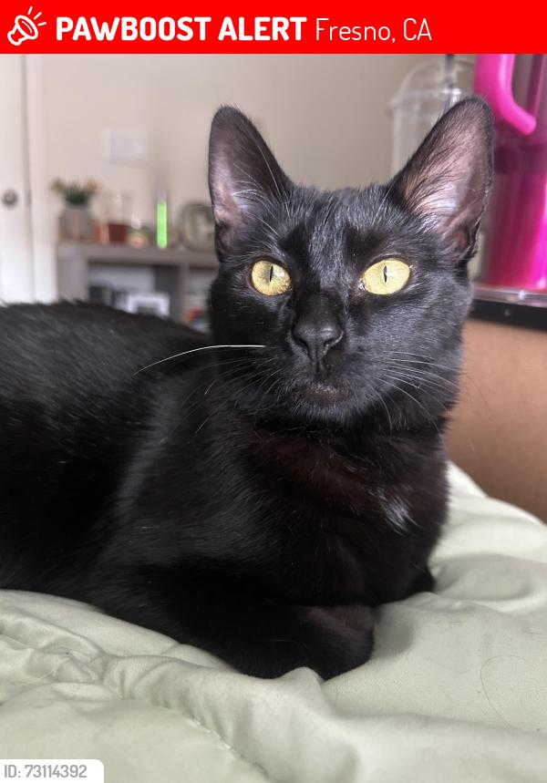 Lost Female Cat last seen Belmont and Fowler, Fresno, CA 93727