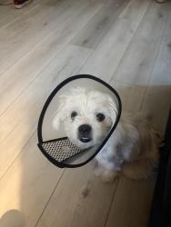 Reunited Female Dog last seen Juan Streets and Civic Center in Hawaiian Gardens, Hawaiian Gardens, CA 90716