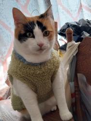 Lost Female Cat last seen Near South Birch Street, Santa Ana, CA 92701, Santa Ana, CA 92701