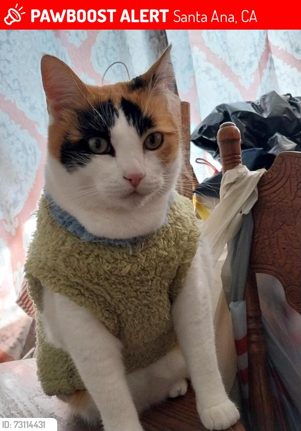 Lost Female Cat last seen Near South Birch Street, Santa Ana, CA 92701, Santa Ana, CA 92701