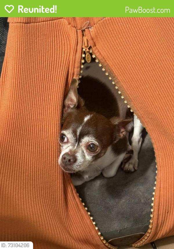 Reunited Male Dog last seen Near w 16 st hialeah, Hialeah, FL 33010