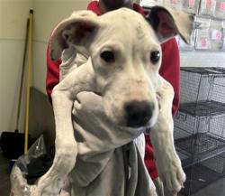 Shelter Stray Female Dog last seen , 1850 W 60th St, Los Angeles, CA 90047, USA