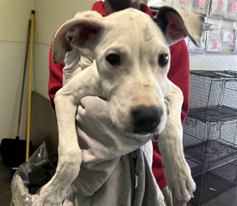 Shelter Stray Female Dog last seen , 1850 W 60th St, Los Angeles, CA 90047, USA