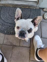 Lost Female Dog last seen Highland cir/rose creek, Stockton, CA 95202