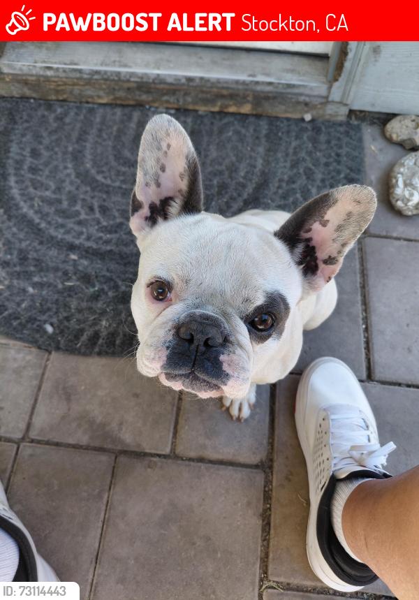 Lost Female Dog last seen Highland cir/rose creek, Stockton, CA 95202