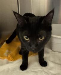 Shelter Stray Female Cat last seen Near BLOCK W 4100 S WEST VALLEY CITY, 4522 W 3500 S, West Valley City, UT 84120, USA