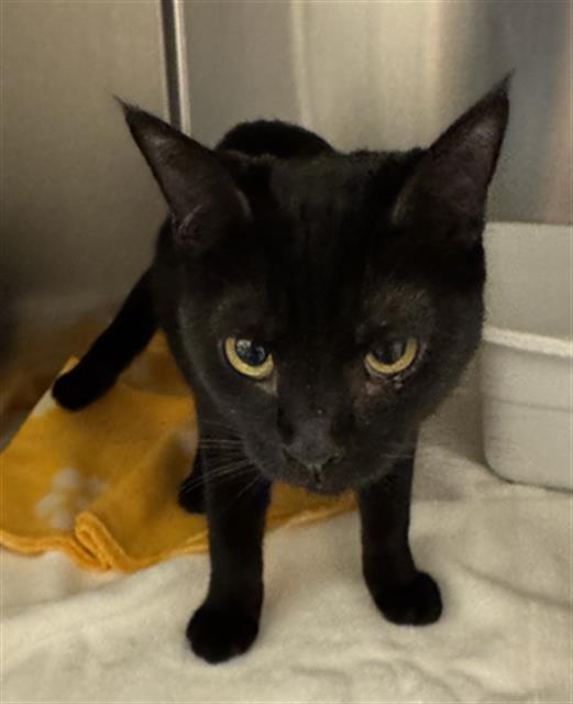 Shelter Stray Female Cat last seen Near BLOCK W 4100 S WEST VALLEY CITY, 4522 W 3500 S, West Valley City, UT 84120, USA