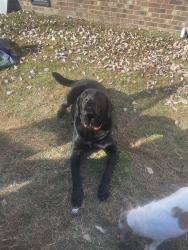 Reunited Male Dog last seen Pleasant Hills Church and Highway 50, Benson, NC 27504