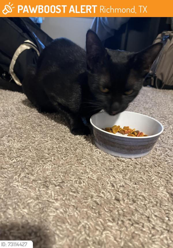 Found/Stray Female Cat last seen Canyon gate, Richmond, TX 77469