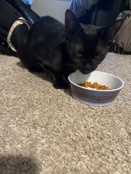Found/Stray Female Cat last seen Canyon gate, Richmond, TX 77469