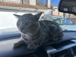 Found/Stray Male Cat last seen Rustic glen, Temecula, CA 92591