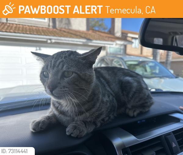Found/Stray Male Cat last seen Rustic glen, Temecula, CA 92591