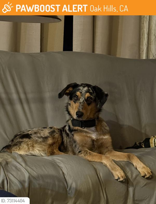 Found/Stray Male Dog last seen Fuente Ave, Oak Hills, CA 92344