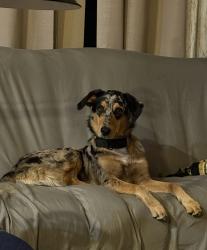Found/Stray Male Dog last seen Fuente Ave, Oak Hills, CA 92344