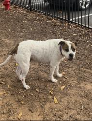Reunited Female Dog last seen Estes Dr, Chapel Hill, NC 27510