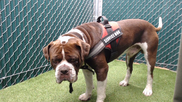 Shelter Stray Male Dog last seen , 11258 Garfield Ave, Downey, CA 90242, USA