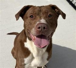 Shelter Stray Male Dog last seen Near, 2600 S Harding St, Indianapolis, IN 46221, USA