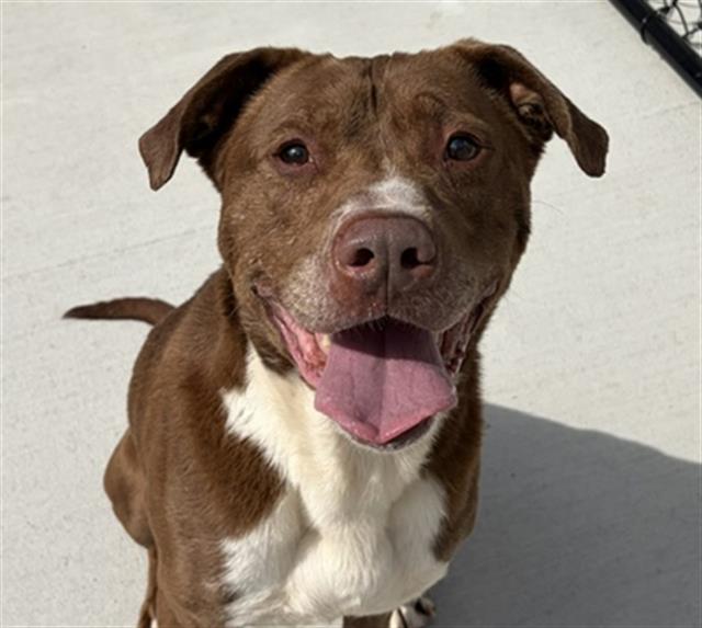 Shelter Stray Male Dog last seen Near, 2600 S Harding St, Indianapolis, IN 46221, USA