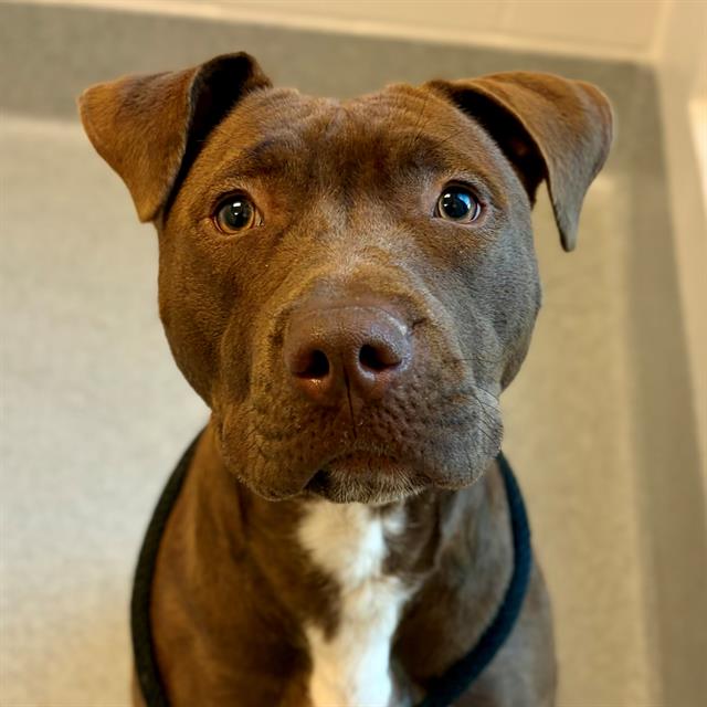 Shelter Stray Female Dog last seen Near, 2600 S Harding St, Indianapolis, IN 46221, USA