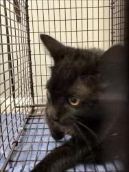 Shelter Stray Female Cat last seen , 11361 W Pico Blvd, Los Angeles, CA 90064, USA
