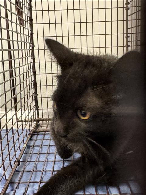 Shelter Stray Female Cat last seen , 11361 W Pico Blvd, Los Angeles, CA 90064, USA