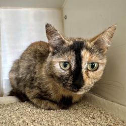 Shelter Stray Female Cat last seen Near BLOCK AVENIDA ACACIAS, MURRIETA, CA, 6851 Van Buren Boulevard, Jurupa Valley, CA 92509, USA