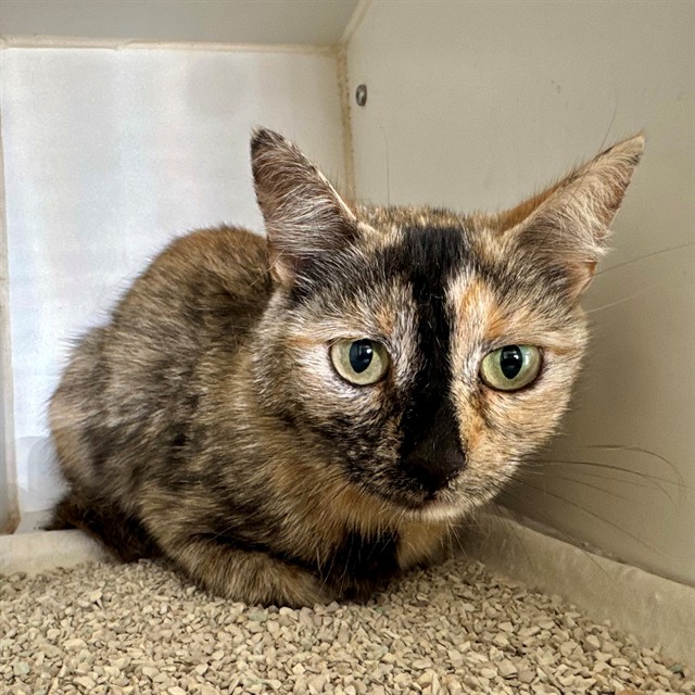 Shelter Stray Female Cat last seen Near BLOCK AVENIDA ACACIAS, MURRIETA, CA, 6851 Van Buren Boulevard, Jurupa Valley, CA 92509, USA