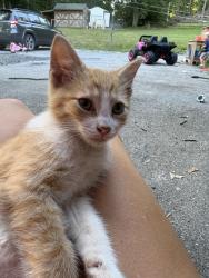 Reunited Male Cat last seen Resh Rd. And N. Ridge Rd., Reinholds, PA 17569