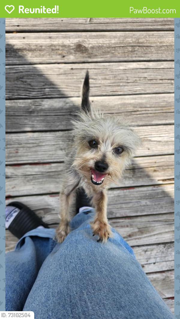 Reunited Female Dog last seen Near S 88th E Ave, Tulsa, OK 74145, USA, Tulsa, OK 74145