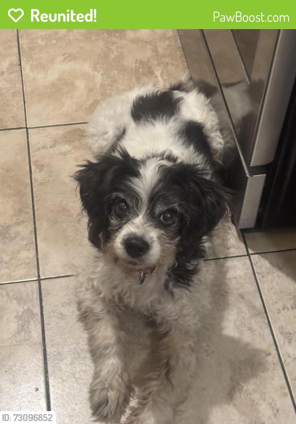 Reunited Male Dog last seen Whittier Blvd McBride or Ford, East Los Angeles, CA 90022
