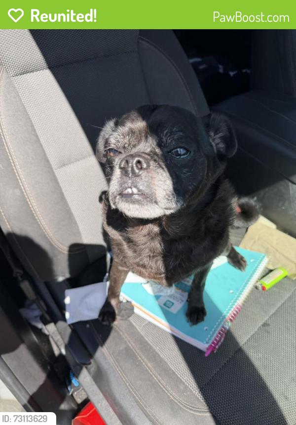 Reunited Male Dog last seen Meadowbrook Dr, San Diego, CA 92114, USA, San Diego, CA 92114