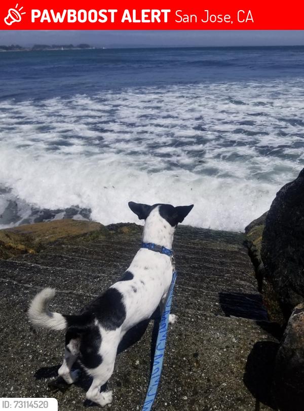 Lost Male Dog last seen Moss point drive and ests ct., San Jose, CA 95127