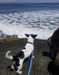 Lost Male Dog last seen Moss point drive and ests ct., San Jose, CA 95127