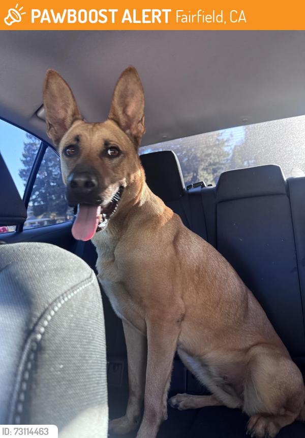 Found/Stray Female Dog last seen Cement Hill and Walters Rd, Fairfield, CA 94533