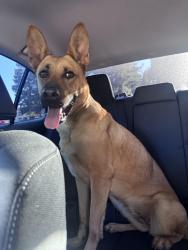 Found/Stray Female Dog last seen Cement Hill and Walters Rd, Fairfield, CA 94533