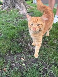 Found/Stray Male Cat last seen Whiterock Rd and Echo Lane, Burnsville, MN 55337