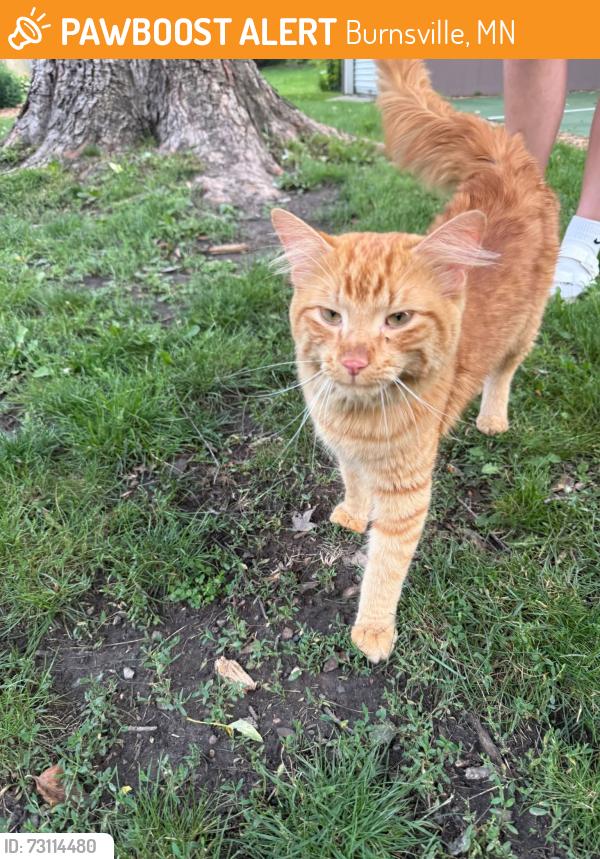 Found/Stray Male Cat last seen Whiterock Rd and Echo Lane, Burnsville, MN 55337