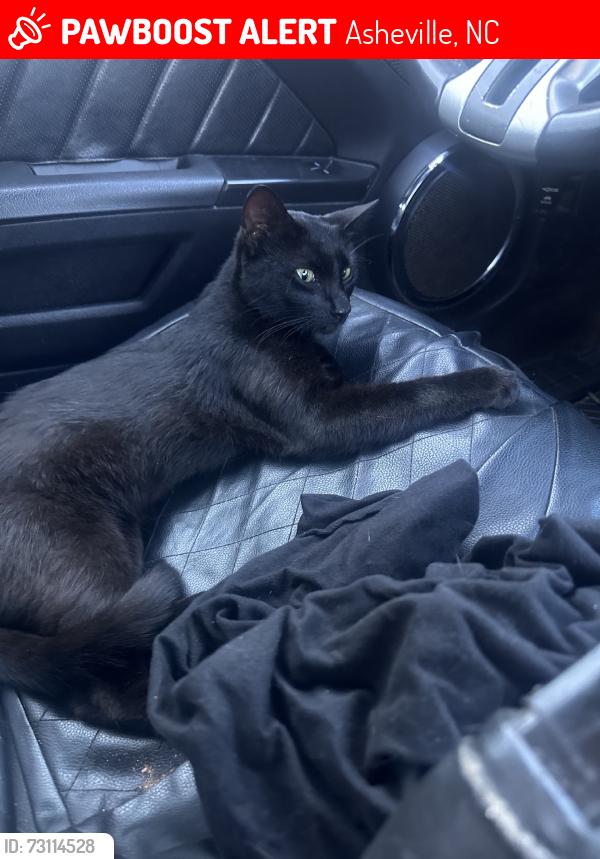 Lost Male Cat last seen walgreens, Asheville, NC 28806