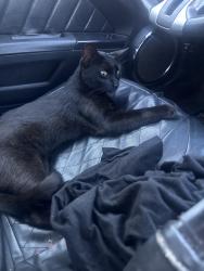 Lost Male Cat last seen walgreens, Asheville, NC 28806