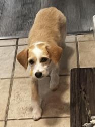 Lost Female Dog last seen Waterman Ave, San Bernardino, CA 92404