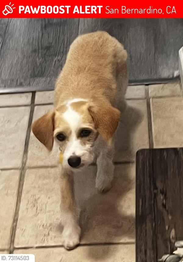 Lost Female Dog last seen Waterman Ave, San Bernardino, CA 92404