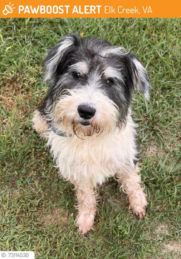 Found/Stray Male Dog last seen Wagon wheel road, Elk Creek, VA 24326