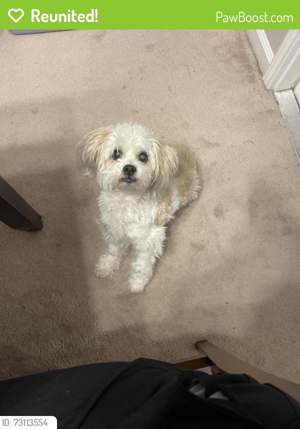 Reunited Female Dog last seen Sunstone Avenue, Lafayette, LA 70508