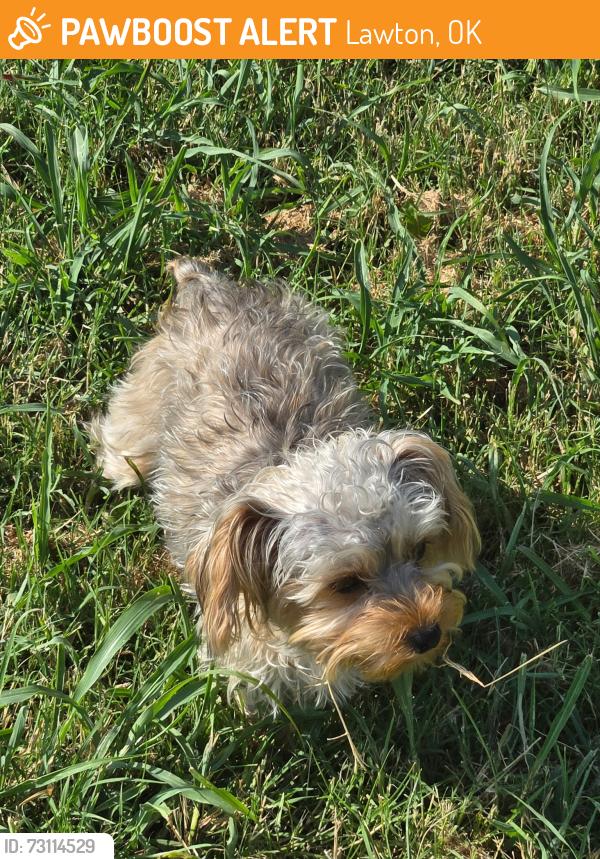 Found/Stray Female Dog last seen Park Ridge neighborhood by the skate park, Lawton, OK 73505