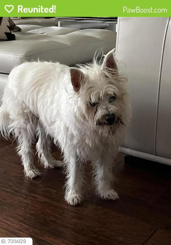 Reunited Male Dog last seen Oyster Point Drive, Sugar Land, Sugar Land, TX 77478