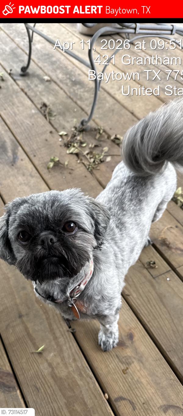 Lost Female Dog last seen Grantham between Columbia and Pruitt, Baytown, TX 77521