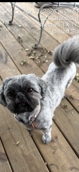 Lost Female Dog last seen Grantham between Columbia and Pruitt, Baytown, TX 77521