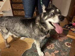 Found/Stray Female Dog last seen Echo Ct and Darbydale, Dale City, VA 22193